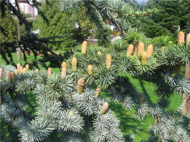 Cedrus atlantica - Atlaski cedar, Gajnice